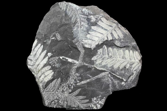 Wide Fossil Seed Fern Plate - Pennsylvania #73165